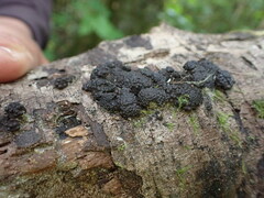 Jackrogersella multiformis