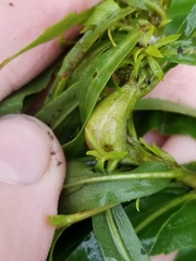 Gnorimoschema jocelynae