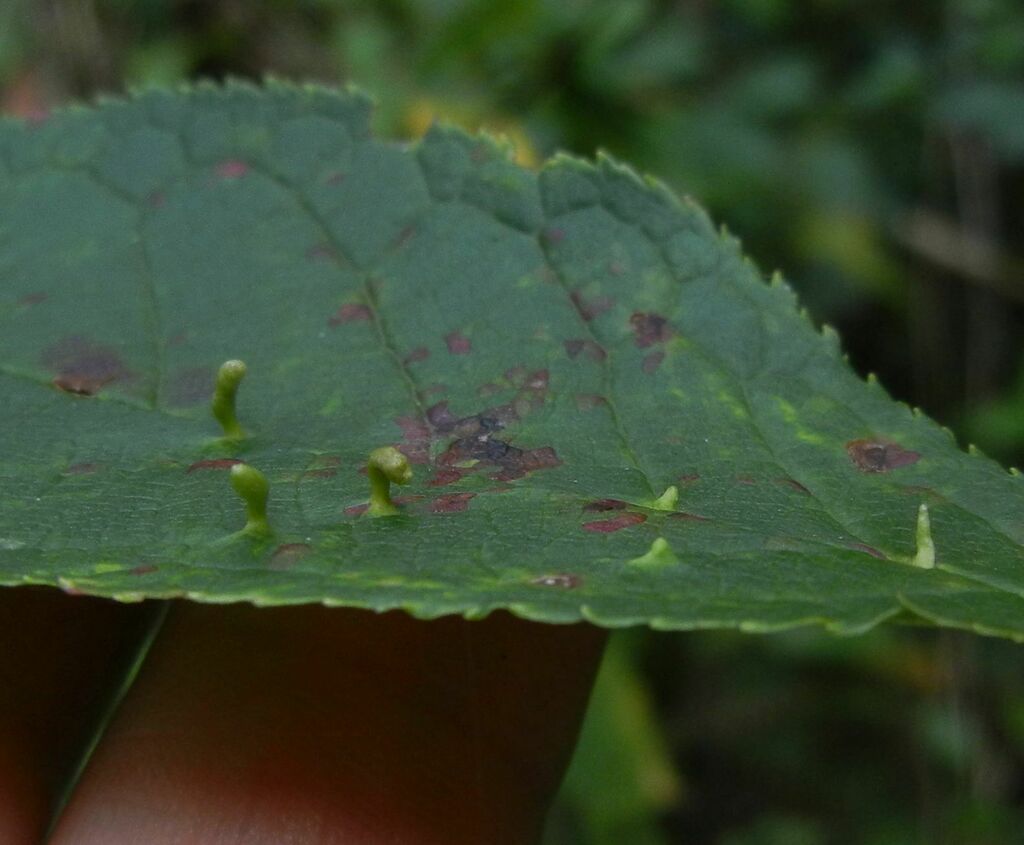 Eriophyes padi