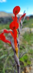 Gladiolus cunonius