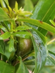 Gnorimoschema jocelynae