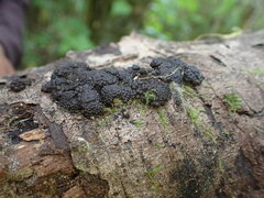 Jackrogersella multiformis