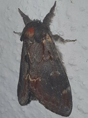 Notodonta dromedarius