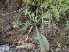 Lysichiton americanus