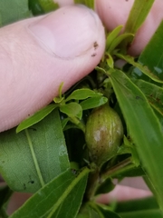 Gnorimoschema jocelynae