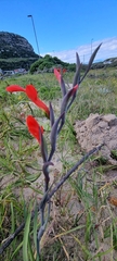 Gladiolus cunonius