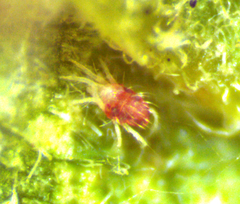 Tetranychidae