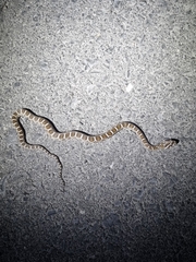 Pantherophis emoryi