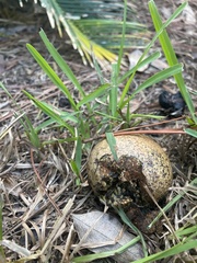 Pisolithus arhizus