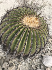 Echinocactus platyacanthus