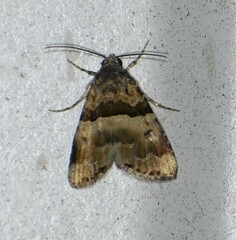 Cobubatha dividua