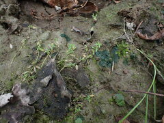 Callitriche