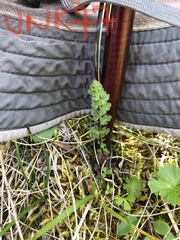 Pedicularis