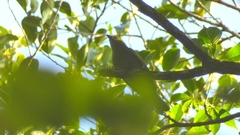 Thraupis palmarum