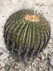 Echinocactus platyacanthus