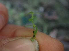 Callitriche