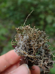 Sphaerophorus tuckermanii