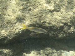 Mulloidichthys vanicolensis