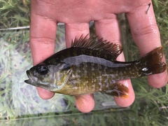 Lepomis macrochirus × cyanellus