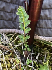 Pedicularis