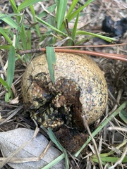 Pisolithus arhizus