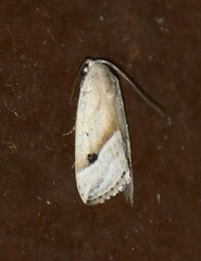 Micrathetis tecnion