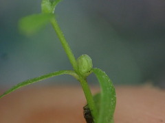 Callitriche