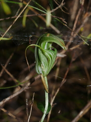 Pterostylis alobula