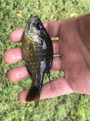 Lepomis macrochirus × cyanellus