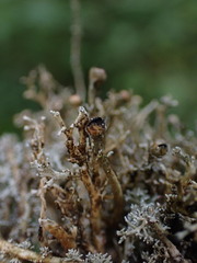 Sphaerophorus tuckermanii