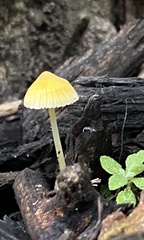 Mycena crocea