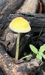 Mycena crocea