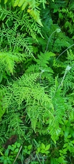 Selaginella pallescens