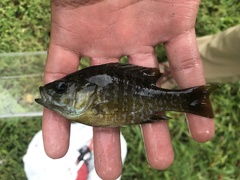 Lepomis macrochirus × cyanellus