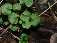 Pterostylis alobula