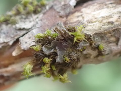 Scytinium polycarpum