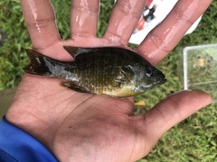 Lepomis macrochirus × cyanellus