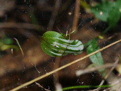 Pterostylis alobula