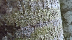 Pertusaria