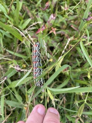 Eumorpha fasciatus