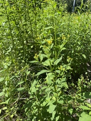Verbesina occidentalis