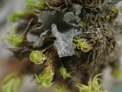 Scytinium polycarpum