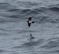 Fregetta grallaria