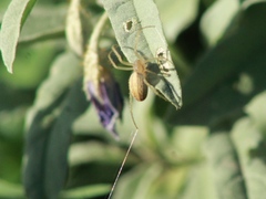 Larinia