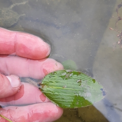 Potamogeton amplifolius