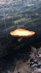 Rhodotus palmatus