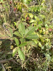 Rubus missouricus