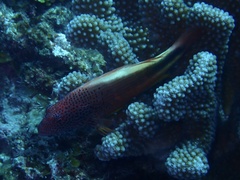 Paracirrhites forsteri
