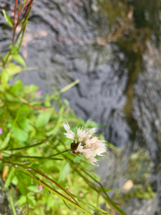 Bistorta bistortoides