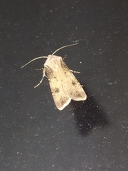 Agrotis